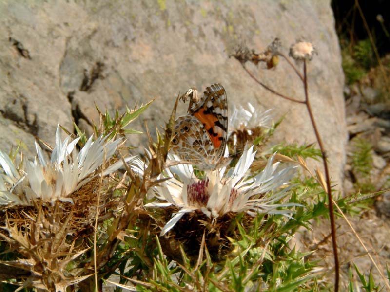 Vanessa cardui